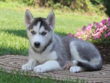 Husky Puppies Image eClassifieds4U