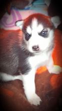 Siberian Husky both male and female for adoption, Image eClassifieds4U