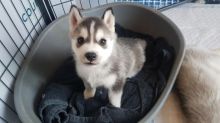 Siberian Husky for adoption,Text Or Call (646)820-0859 Image eClassifieds4U