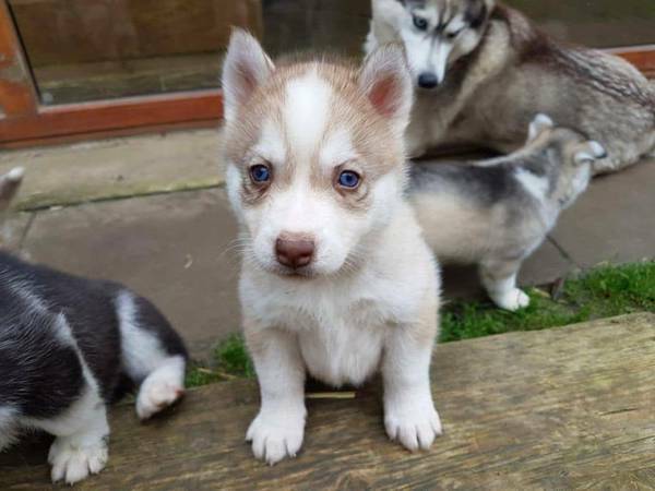 Siberian Husky Image eClassifieds4u