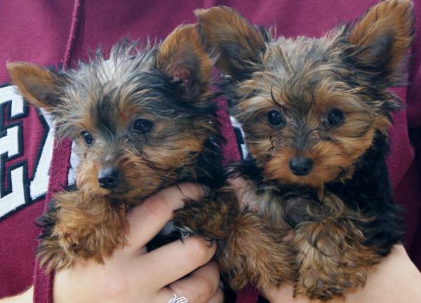 Yorkie Puppies Males & Females Image eClassifieds4u