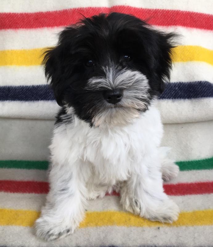 2 Male Miniature Schnauzers Image eClassifieds4u