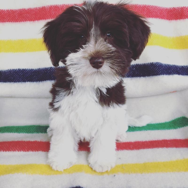 2 Male Miniature Schnauzers Image eClassifieds4u