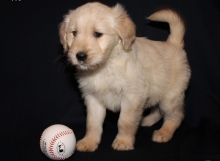 12 weeks old Golden Retriever Puppies for Adoption...(204) 800-7927 Image eClassifieds4U