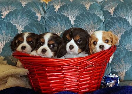 AKC Cavalier King Charles Puppies FOR NEW HOME! MALE AND FEMALE Image eClassifieds4u