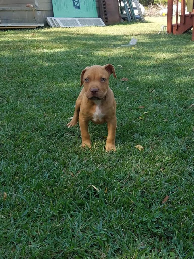 Beautiful pit bull pup Image eClassifieds4u