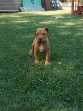 Beautiful pit bull pup