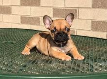 Blue/tan male/ Female French bulldogs/ ready to go home~~