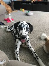 10 month old Male Dalmatian