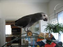 Beautiful, sweet african grey parrot for adoption!