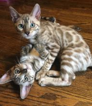 Bengal kittens