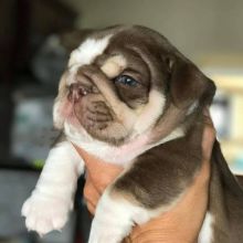 MALE AND FEMALE BRINDLE ENGLISH BULLDOG PUPPIES FOR SALE!!