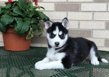 Male and female siberian husky PUPPY need good place