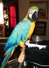 Nice big bird cage With lots of toys! with a cute.Macaw/Parrot!