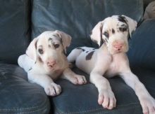Very Intelligent Great Dane PuppieS!I Have 2 Boys & 2 Girl s AvailabL