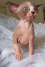 We have sphynx kittens available