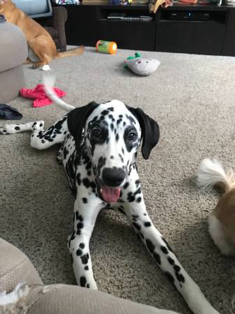 10 month old Male Dalmatian Image eClassifieds4u