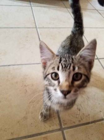 3 month old kittens Image eClassifieds4u