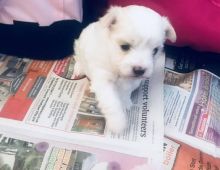 the outdoor and swimming,Amazing maltese puppies Image eClassifieds4u 1
