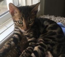 Bengal kittens Image eClassifieds4u 2