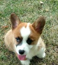 Re-home Sweet Female female Pembroke Welsh Corgi Puppies Image eClassifieds4U