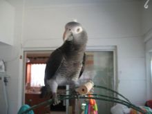 They are all very healthy and have been dewormed French bulldog puppie Image eClassifieds4u 2