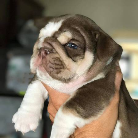 MALE AND FEMALE BRINDLE ENGLISH BULLDOG PUPPIES FOR SALE!! Image eClassifieds4u