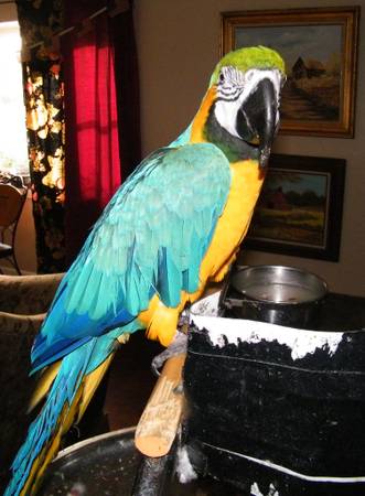 Male and female siberian husky PUPPY need good place Image eClassifieds4u