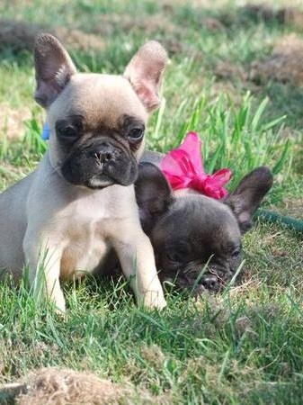 Pugs now for your home Image eClassifieds4u