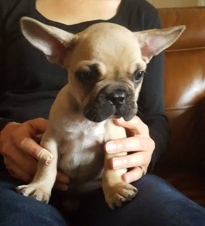 They are all very healthy and have been dewormed French bulldog puppie Image eClassifieds4u