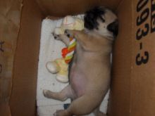 pug Wanted Image eClassifieds4u 3