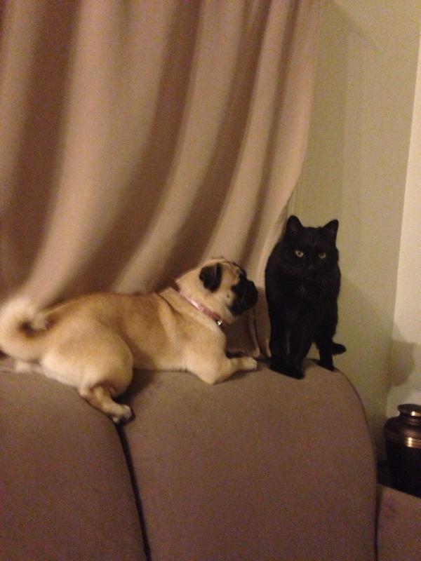 pug Wanted Image eClassifieds4u