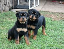 Well trained Rottweiler puppies for new homes//(431) 300-0043