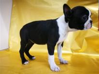 Boston Terrier