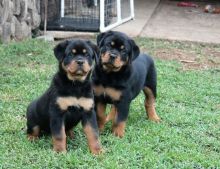2 Playful and Affectionate Rottweiler Puppies Available (431) 300-0043