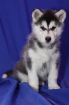 Alaskan Malamute Pups