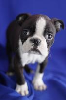 Border Collie Puppies