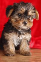 cute adorable Yorkie Puppies