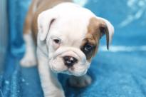 Cute English Bulddog