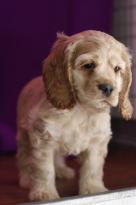 er Spaniel Puppies