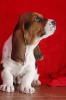 Lovely 12 weeks old Basset hound Puppies