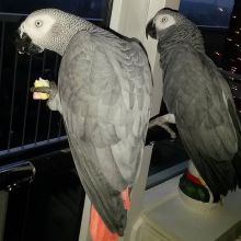 Pair of African grey Parrots