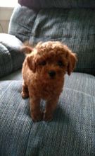Toy Poodle Puppies