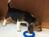 Two Friendly BEAGLE Puppies