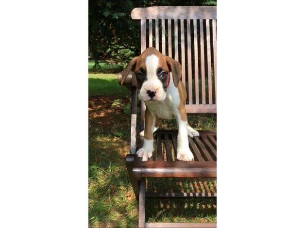 Awesome Boxer puppies available Image eClassifieds4u