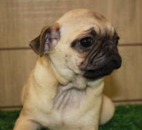 Cavalier King Charles Puppies FOR ADOPTION Image eClassifieds4u