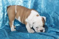 Cute English Bulddog Image eClassifieds4u