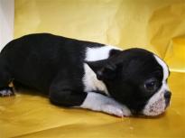 Boston Terrier Image eClassifieds4u 3