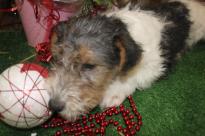 Beautiful Fox Terrier Puppies For Sale Image eClassifieds4u 2