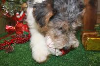 Beautiful Fox Terrier Puppies For Sale Image eClassifieds4u 1
